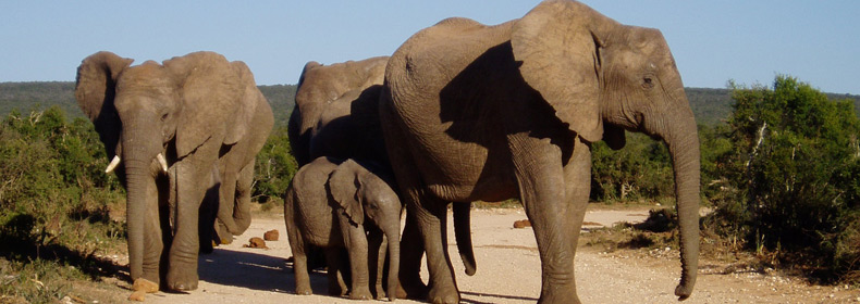 African Elephant family