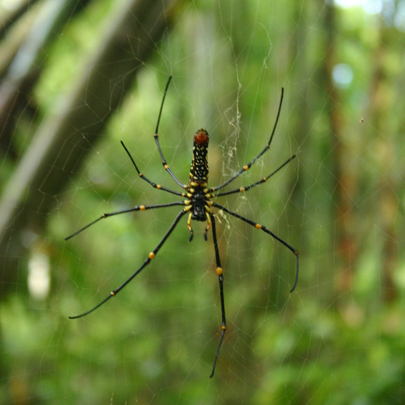 Large spider from Lawachara National Park; a hub of biodiversity in north-east Bangladesh