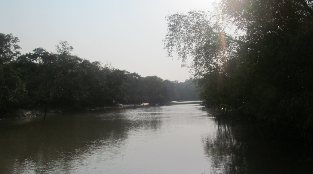 The mangroves are a key part of the eco-system in India