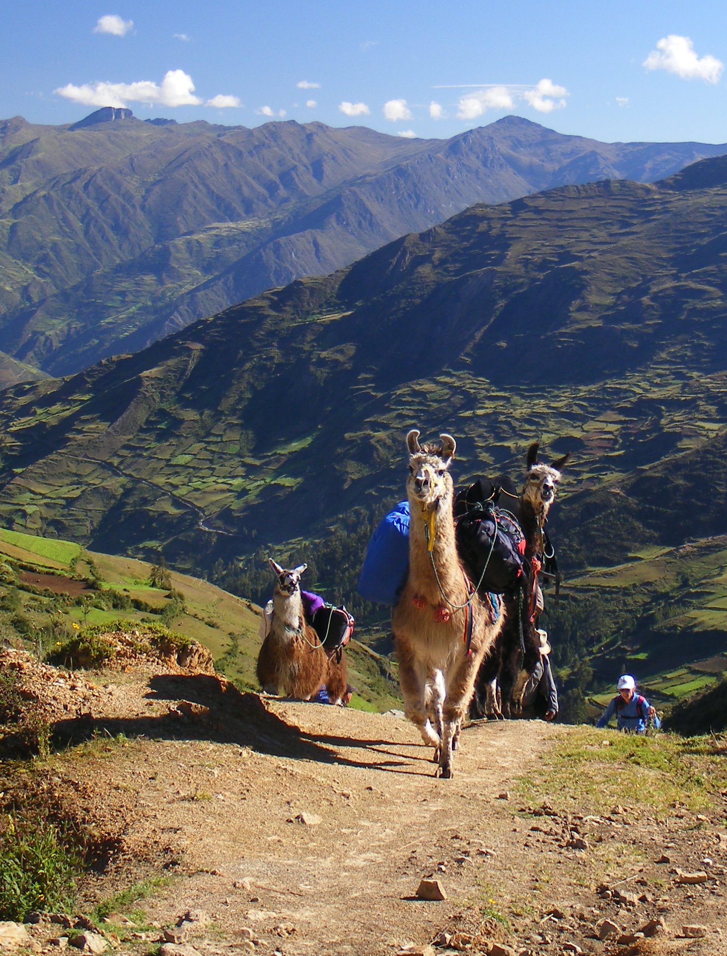 Llamas helping with the load as Allen hikes with colleagues along the best remaining section of the Great Inca Highway (Gran Ruta Inca in Spanish; Inca Nani in the Quechua of this region) in the Cordillera Blanca of the Peruvian Andes.