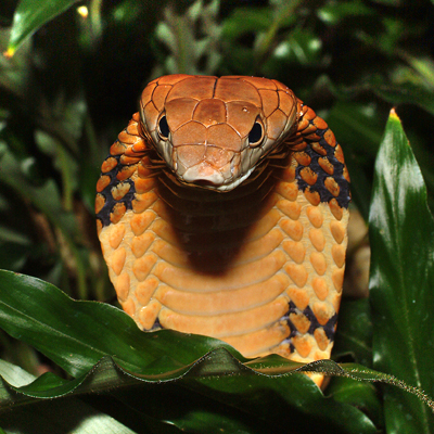 King Cobra (Ophiophagus hannah)