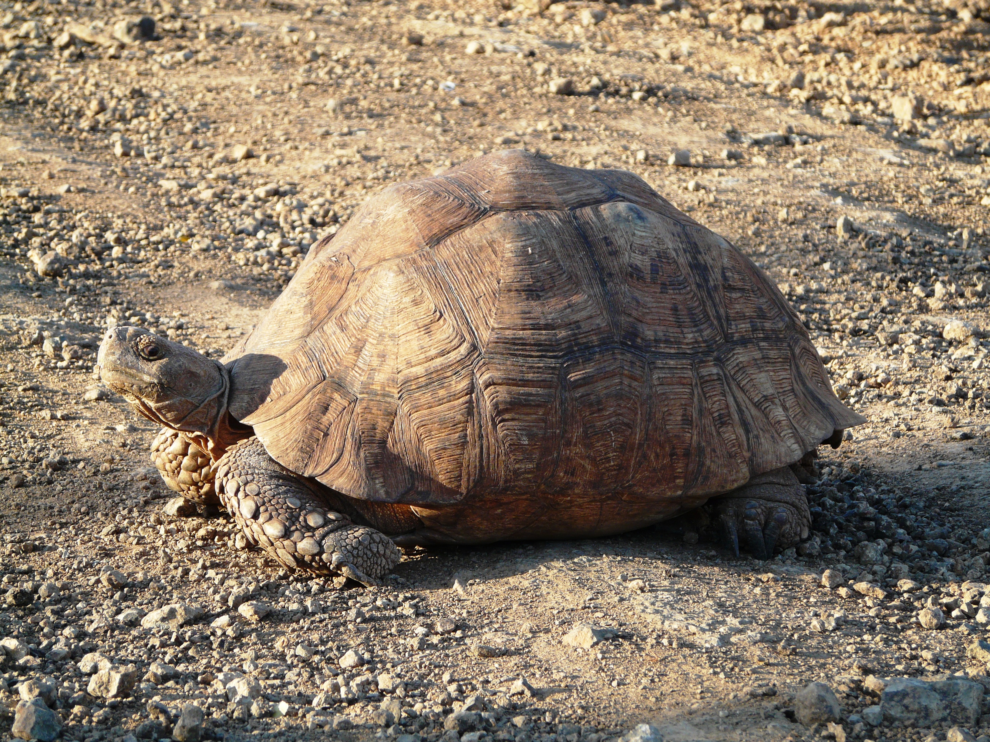 Lake Bogoria turtle, Kenya
