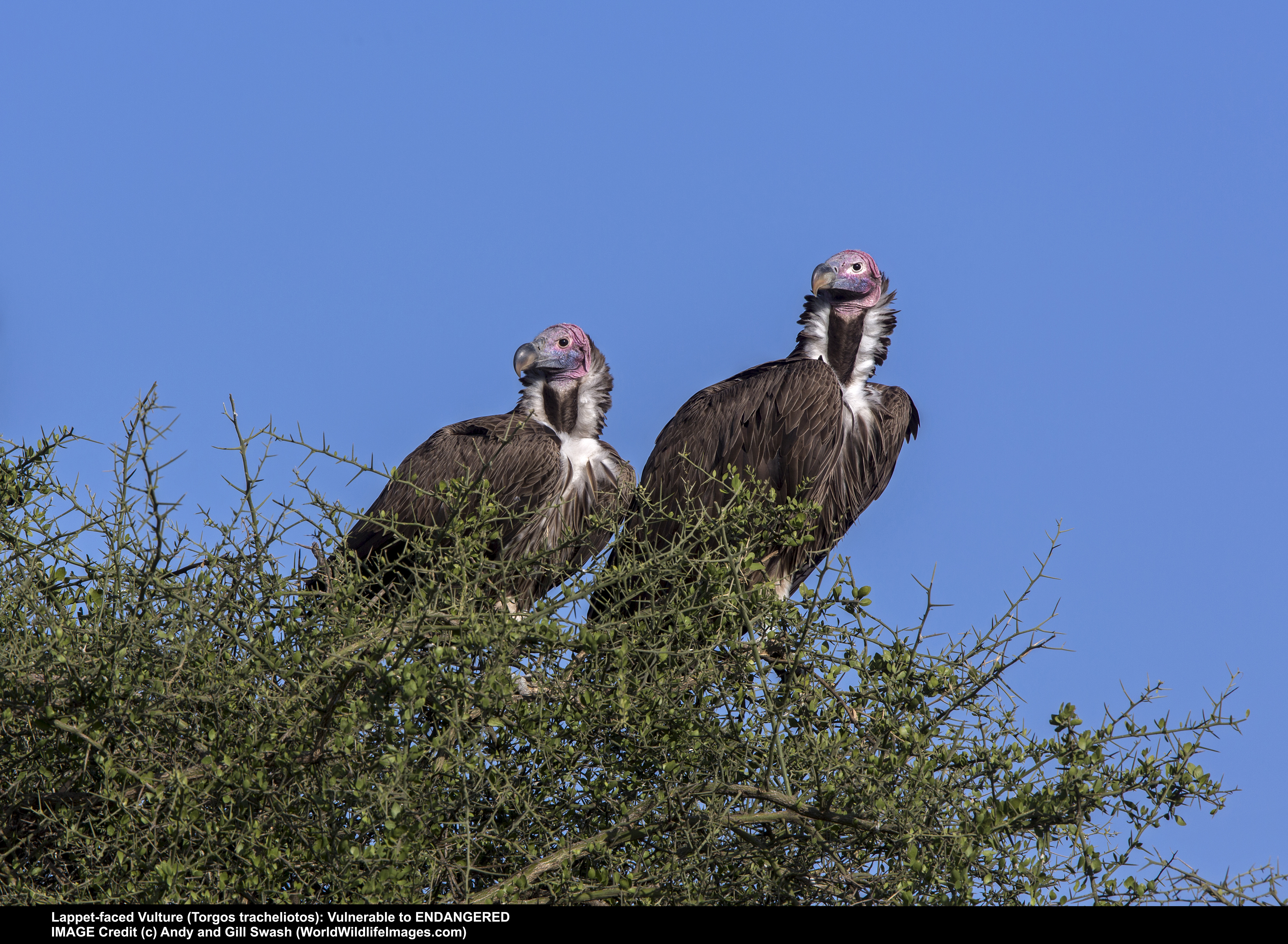 Lappet-faced Vultures, Endangered