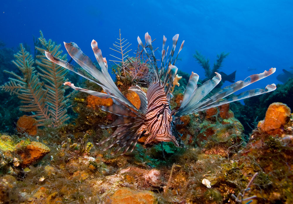 A voracious predator, the lionfish is moving up the Atlantic coast of North America and potentially down through South America as water temperatures rise