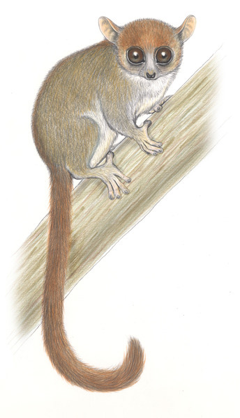 Madame Berthe’s Mouse Lemur (Microcebus berthae) Madagascar