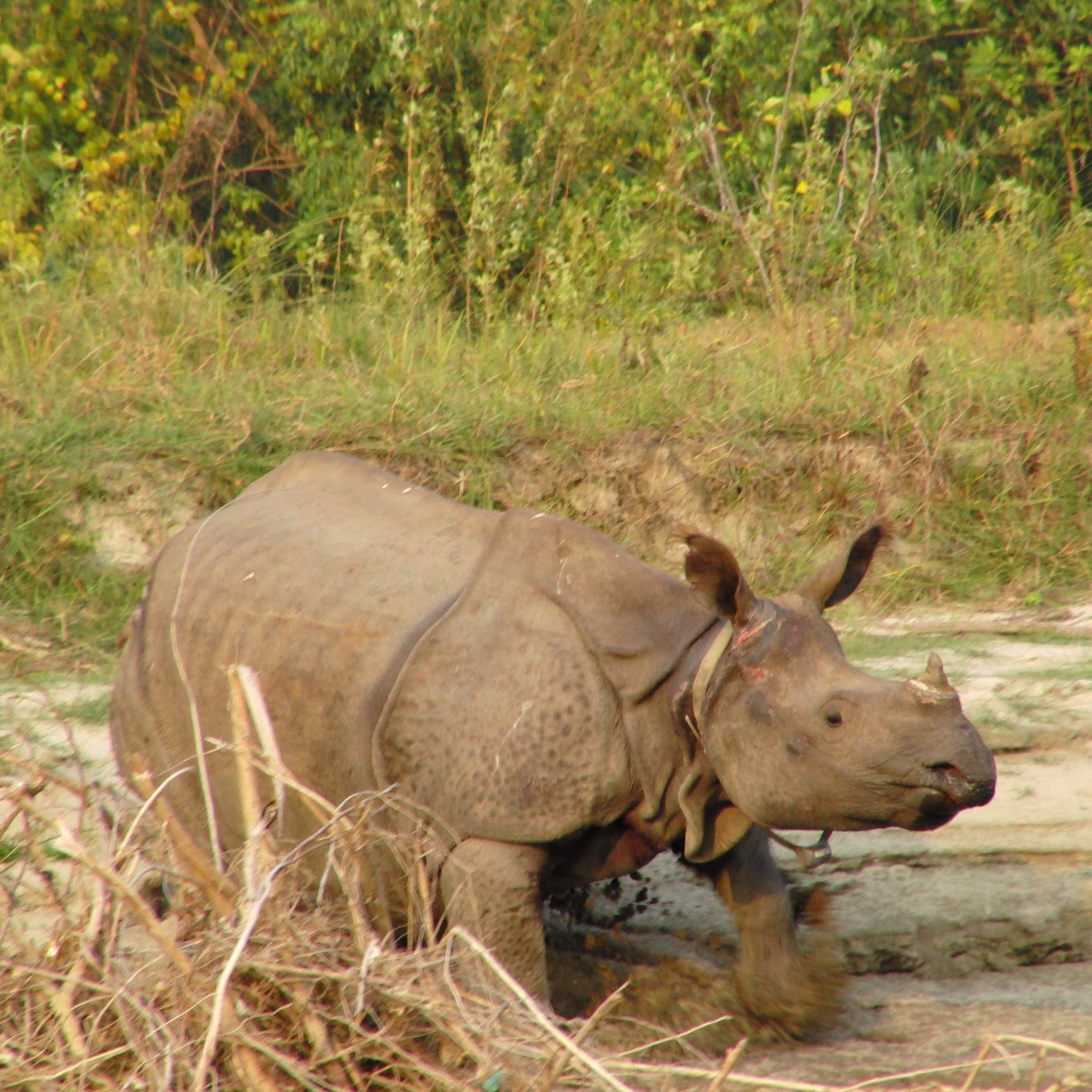 Rhino in the Manas Wildlife Sanctuary, India