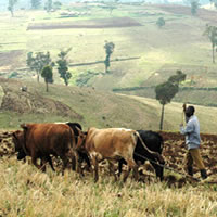 Agriculture area beside Mount Elgon National Park, Uganda - a Livelihoods & Landscapes site