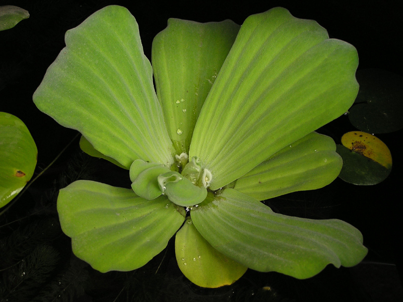Pistia stratiotes (Araceae), one of the worst Invasive Alien Species