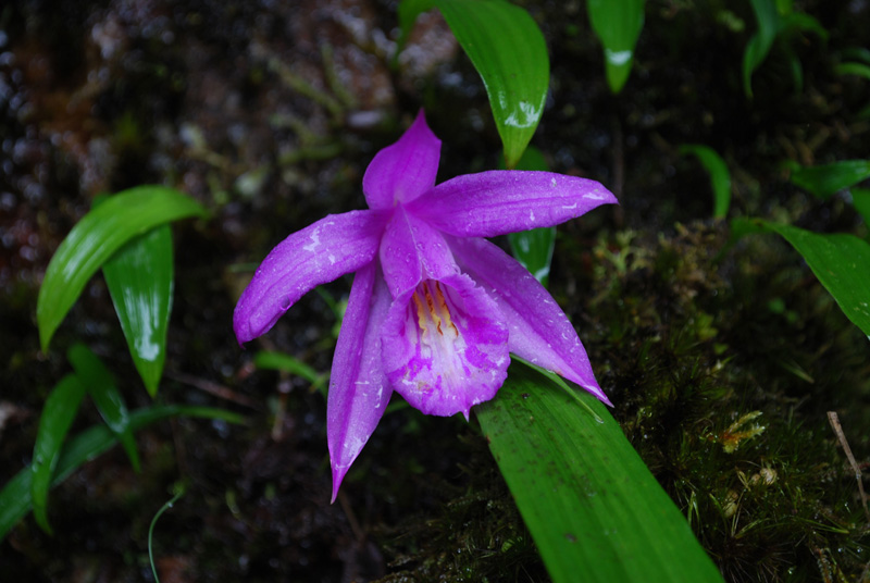 Pleione saxicola (Orchidaceae), in the Himalayas