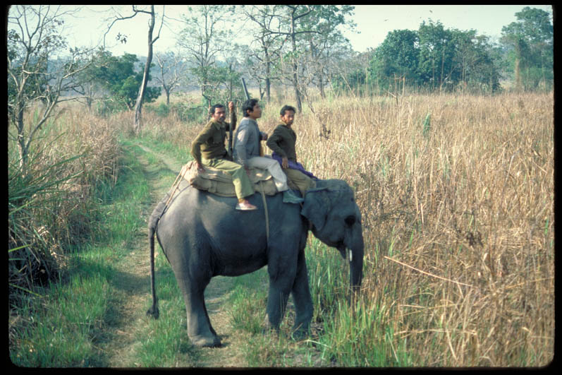 Rangers on an elephant in the Manas Wildlife Sanctuary, India