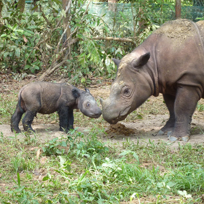 Andatu; the first Sumatran Rhino born in captivity in Indonesia.