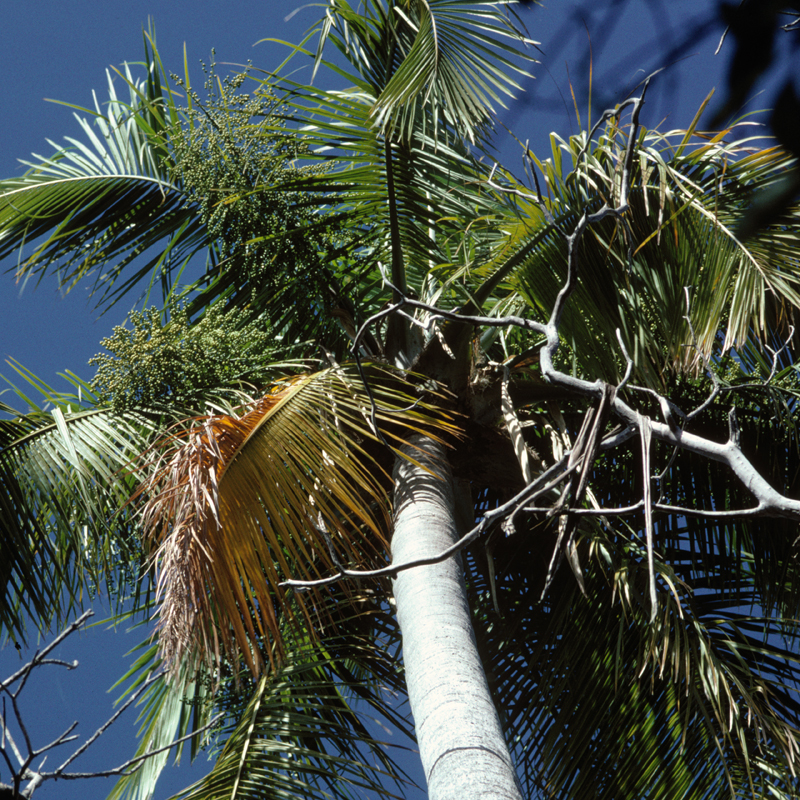 Majestic Palm (Ravenea rivularis)