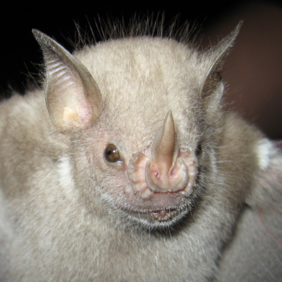 Red Fruit Bat (Stenoderma rufum)