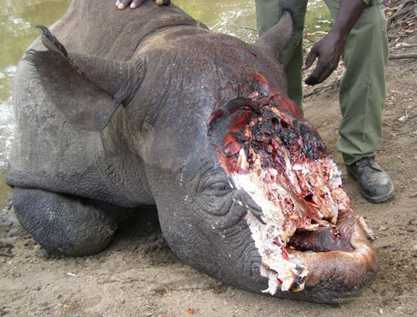 Rhino with its horn removed