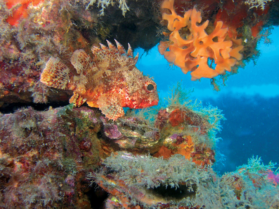La gallineta (Scorpaena notata) se encuentra normalmente en las agrupaciones coralígenas y en hábitats rocosos del litoral. Es un pez sedentario de pequeño tamaño (unos 15 cm). Su aleta dorsal con pinchos es venenosa. La gallineta, abundante en muchos...