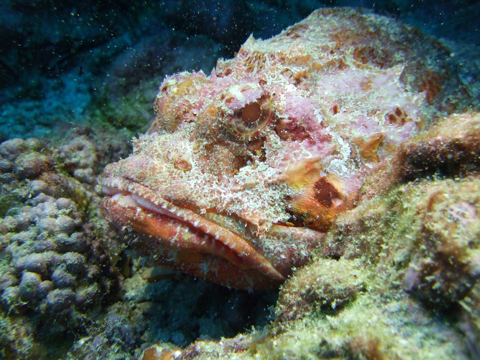 The rugged seabed around Ascension Island provides excellent camouflage 
territory for the scorpionfish