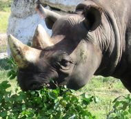 Asian rhinos