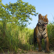 Kaziranga (India) is one of the few wild breeding areas outside of Africa for multiple species of large cats such as Indian Tigers