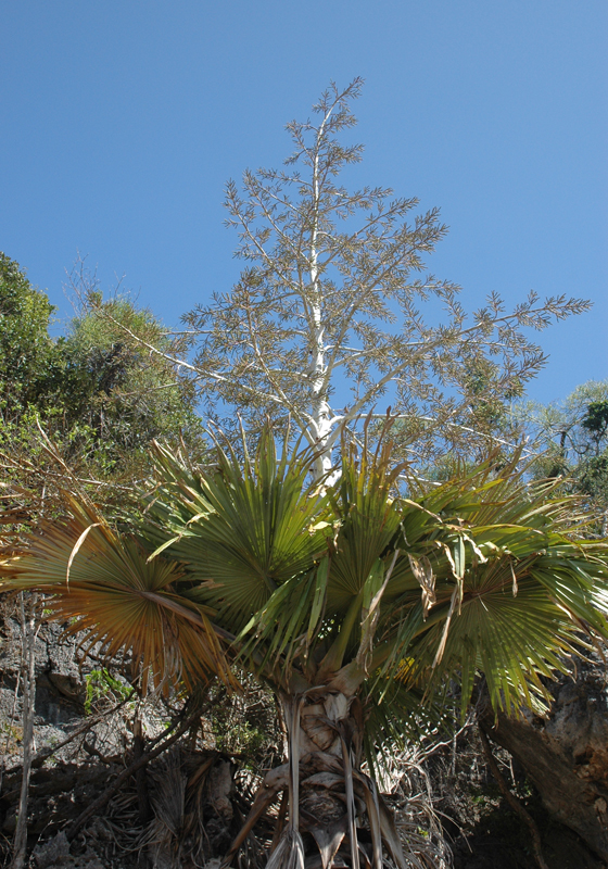 Tahina Palm (Tahina spectabilis)