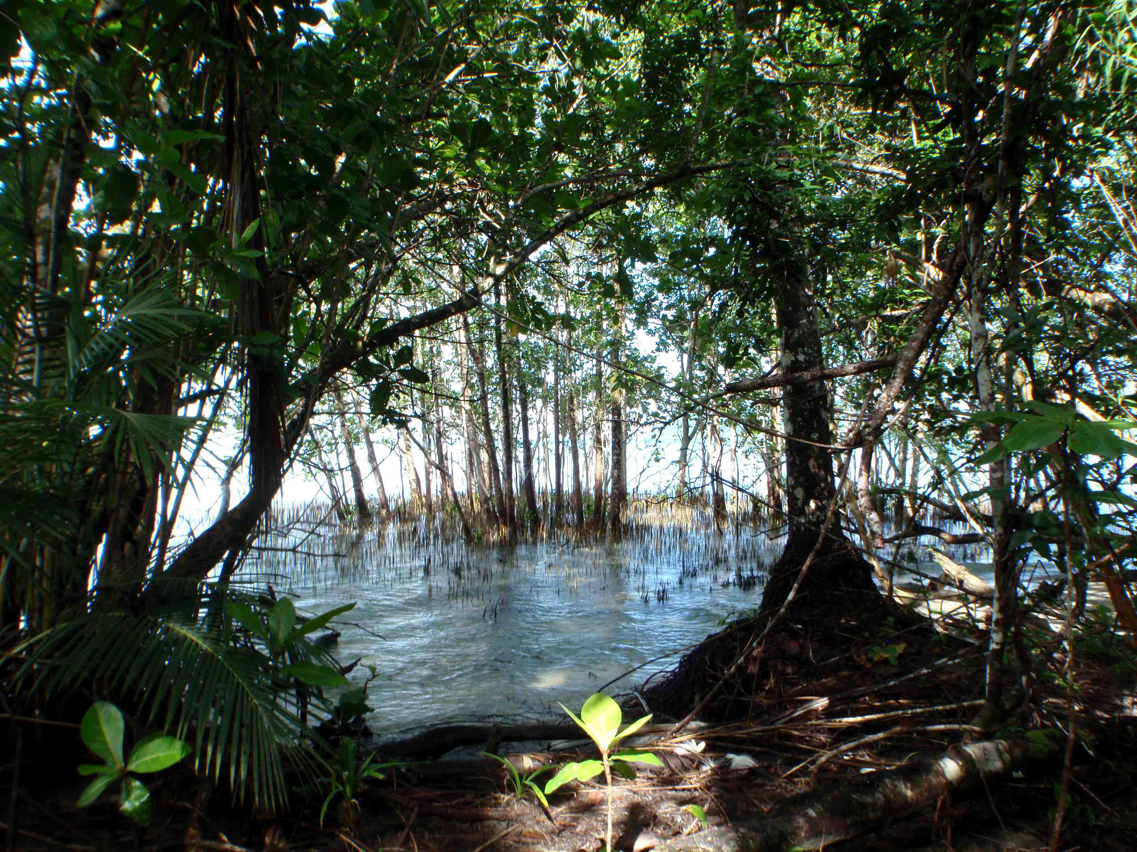 Mangroves, Tetepare, Solomon Islands