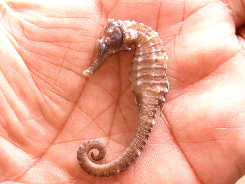 Three-spotted Seahorse (Hippocampus trimaculatus)