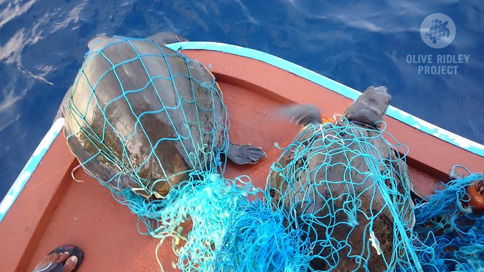 Olive Ridley turtles trapped in ghost net