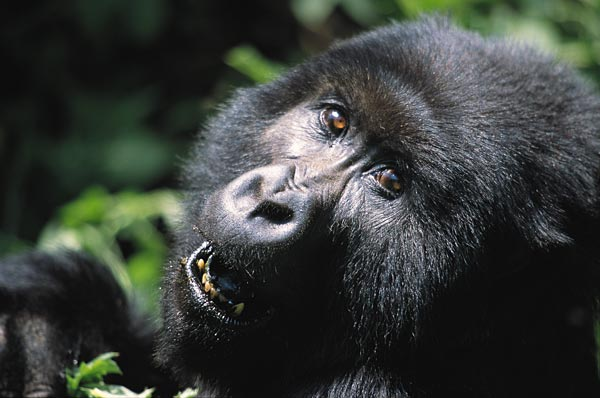 Gorilla at Virunga National Park, DRC
