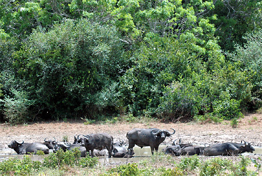 Buffalos in National Park in South Kenya