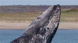Western Gray Whale Conservation Initiative