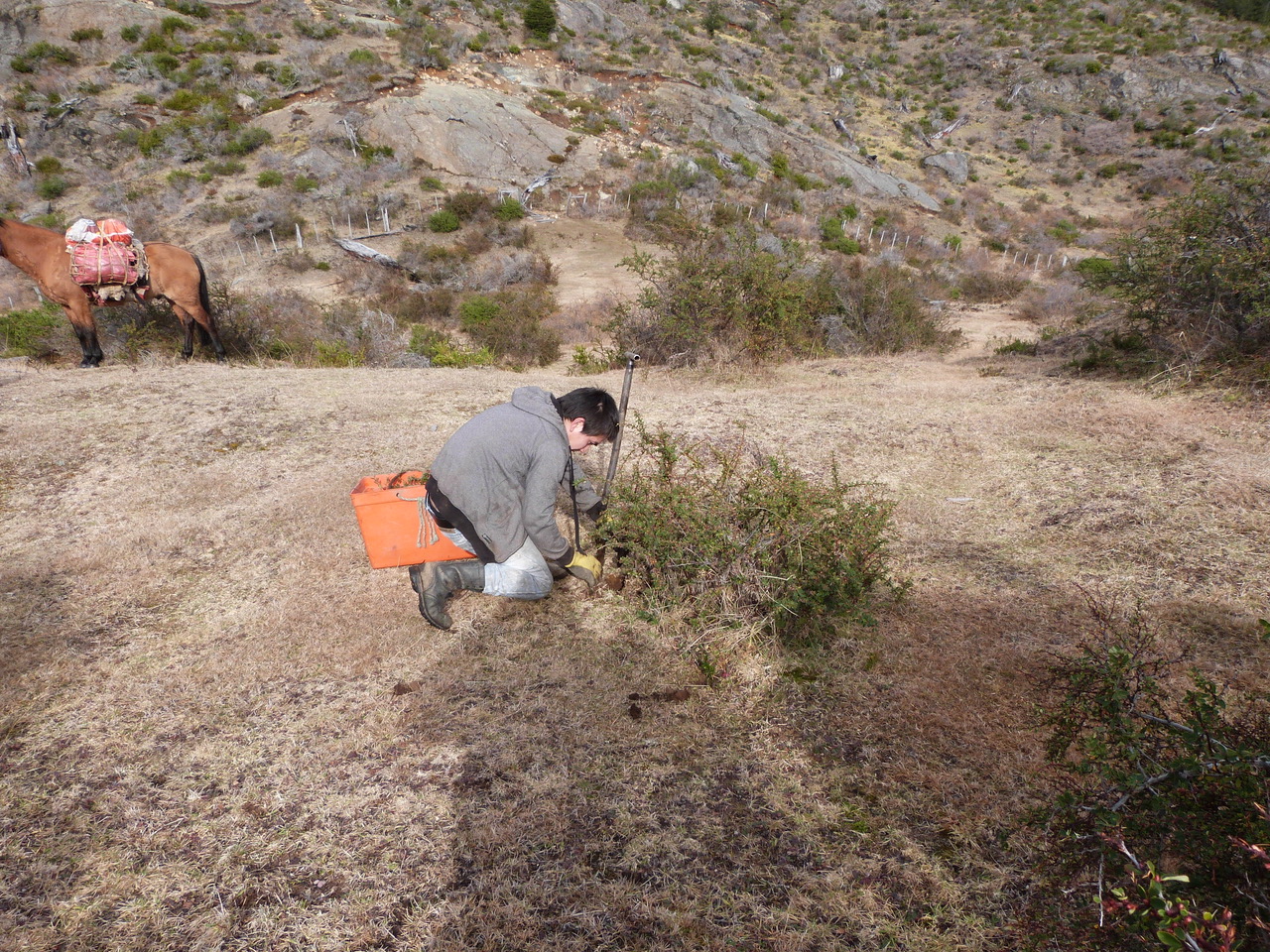 Ecosystem restoration project in a private (not “privately”) protected area in Chilean Patagonia