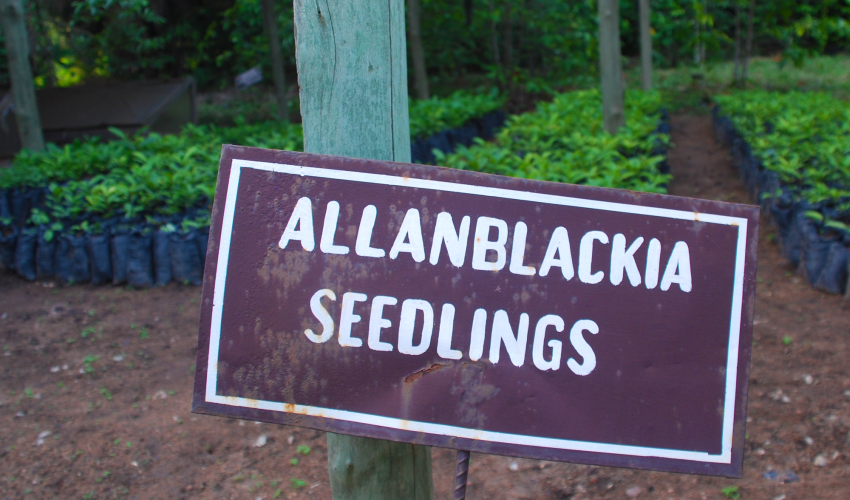 sign in middle front, rows of tree seedlings behind