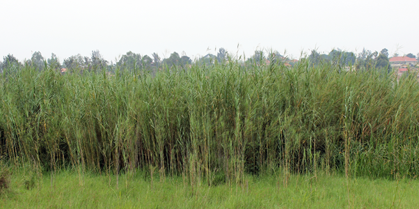 Common Reed (Phragmites Australis) 