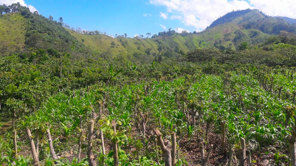 Corn production - staple food using Inga fast growing Nitrogen fixing trees for soil restoration in a rotating pattern. On the slopes are Inga trees waiting for pruning to grow basic grains. Honduras