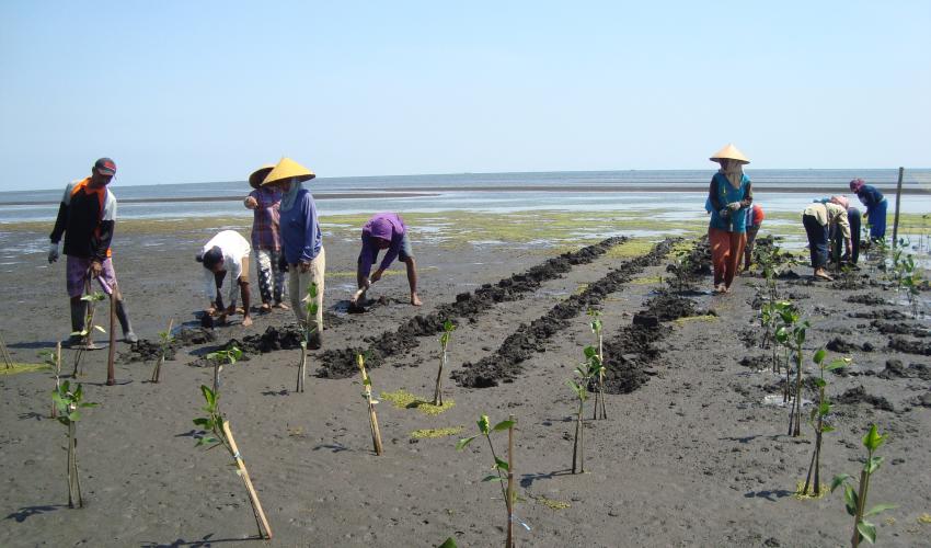People planting mangroves along the beach