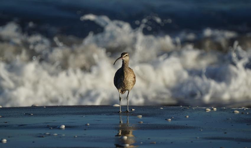 Dan is also a keen wildlife photographer. Whimbrel, Chile