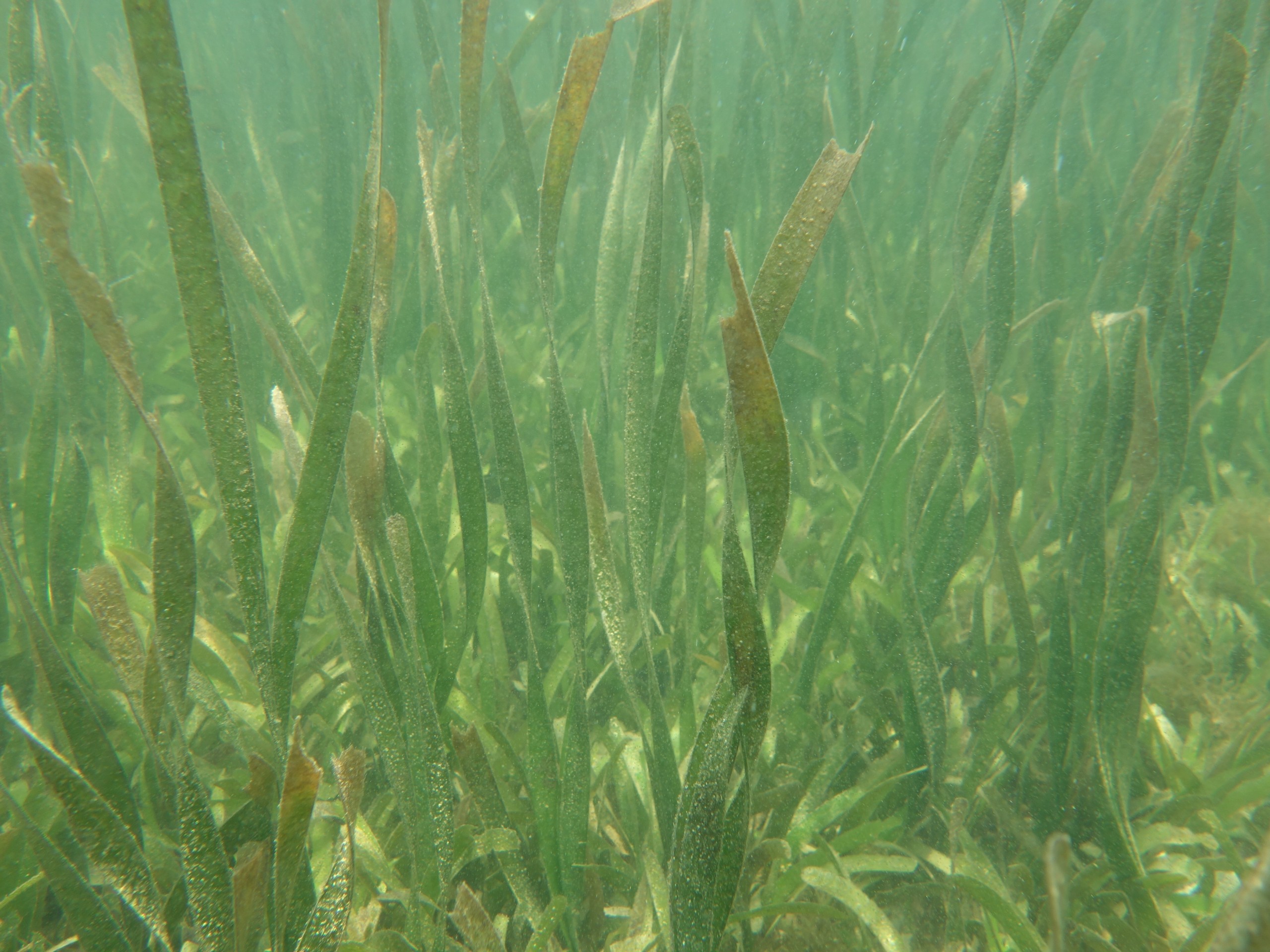 Enhalus acoroides in Ba Hon Dam island