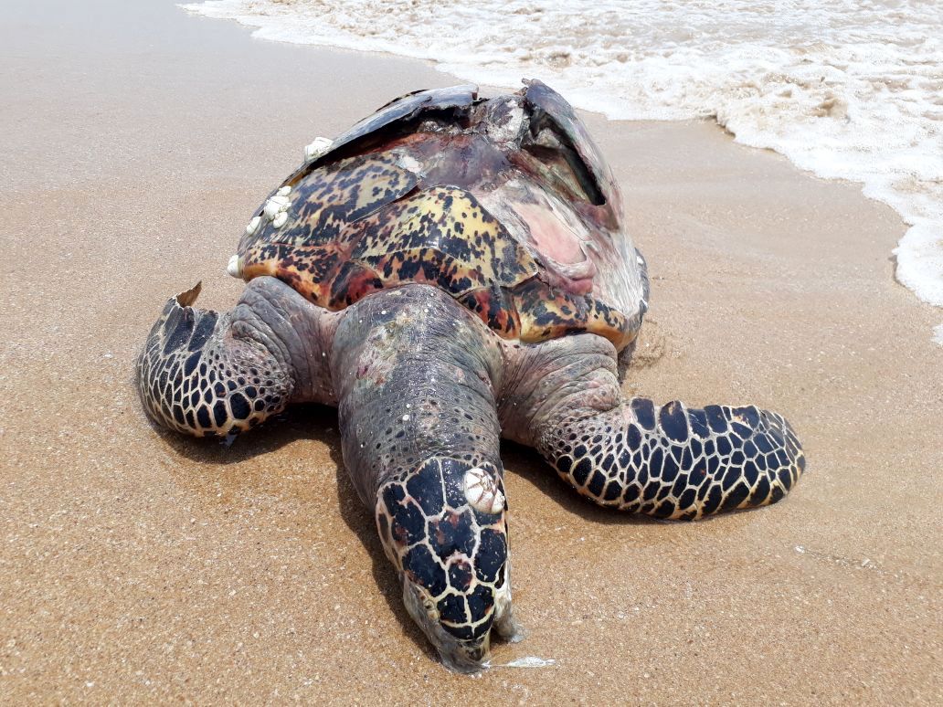 Turtle stranded along Goa coastline
