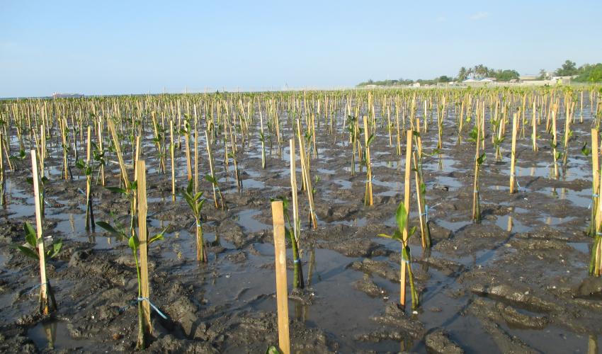 Rows of mangrove saplings, held in place by bamboo rods, stretch out across the mud flats to the horizon