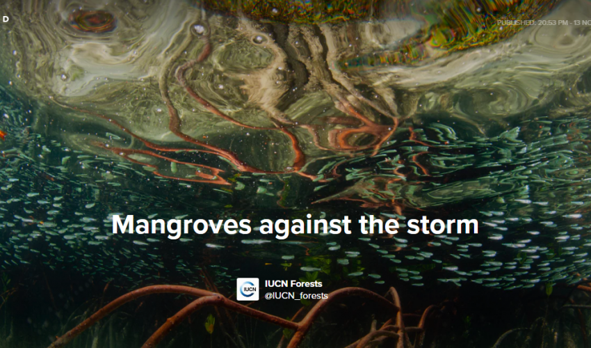 Mangroves against the storm photo story