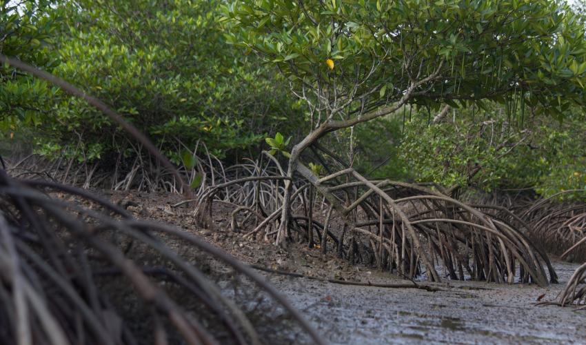Mangroves at low tide, with their roots exposed