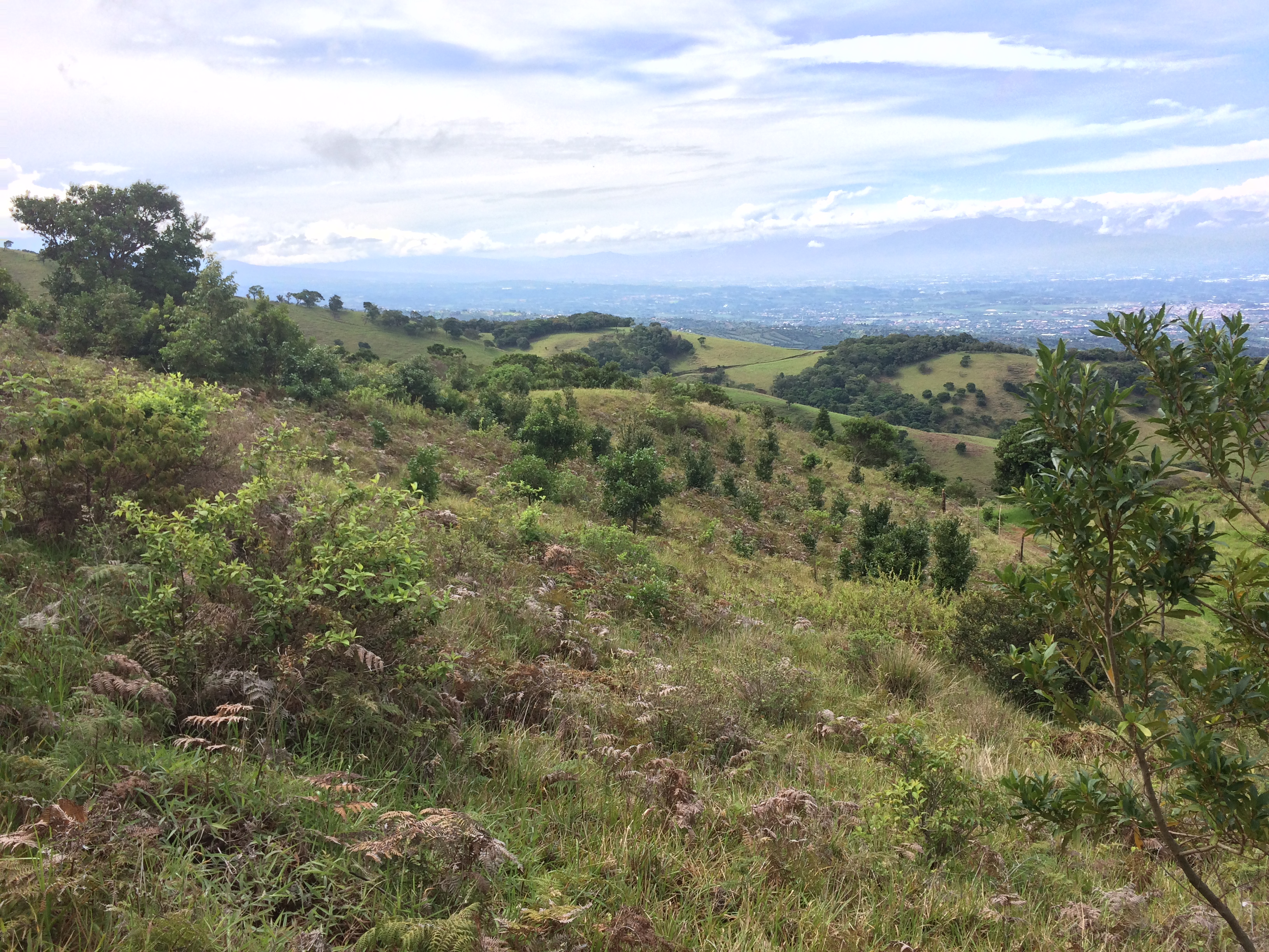 Regeneración de la naturaleza