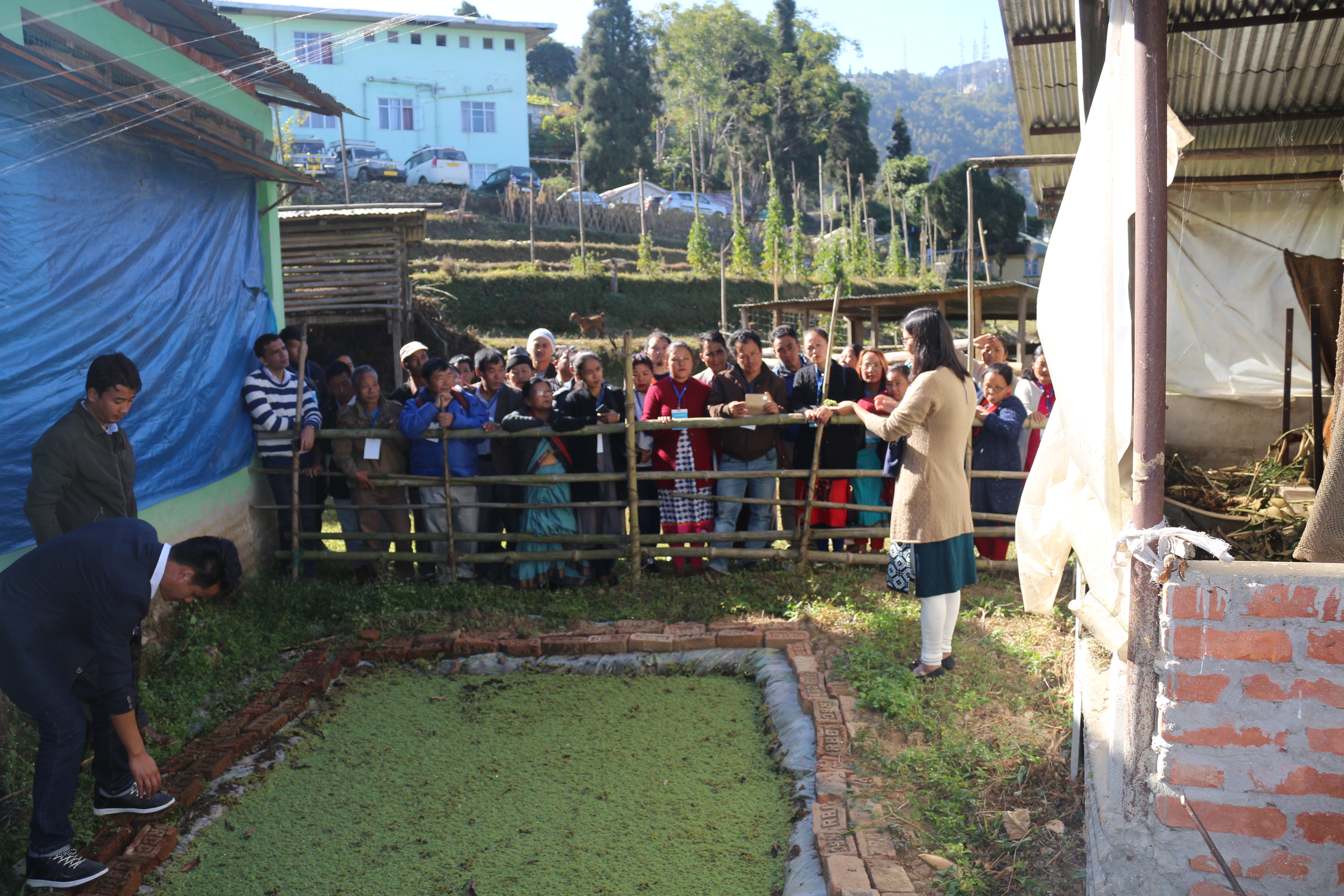 Field demonstration on Azolla cultivation method and management at KVK, Namthang