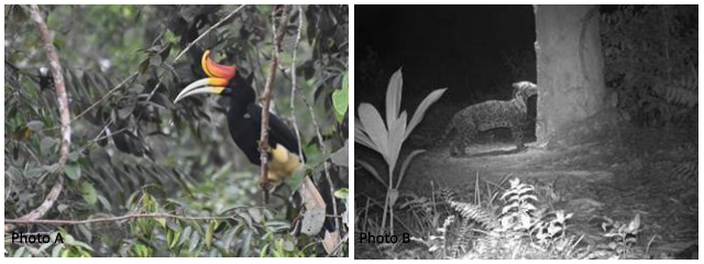 RER has recorded 8 out of 9 Sumatran hornbill species and 5 out of 6 Sumatran cat species