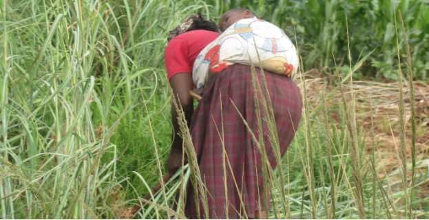 In Zimbabwe, a woman clears a field while carrying a baby on her back. As in many places in the world, women have the double burden of income generation and household work.