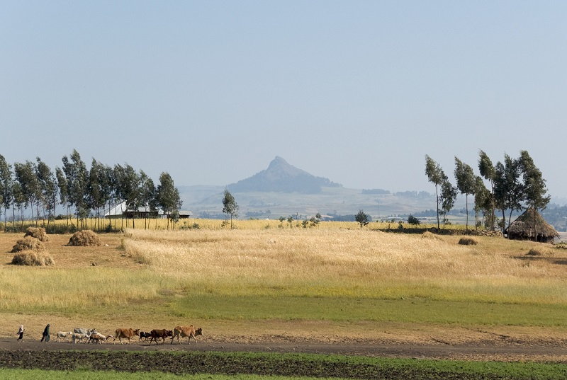 Ethiopia has set ambitious targets for protecting and restoring cropland and grassland 