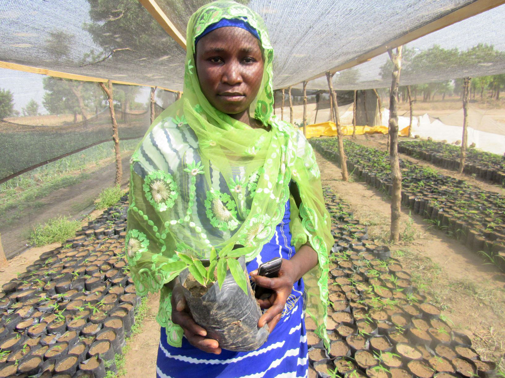 Woman holds seedling. Wears headscarf.