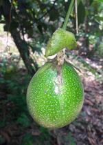 Inga Model - Passion Fruit production as cash crop for family income