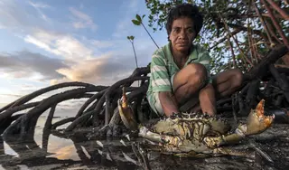 Mangroves and wetlands help purify water