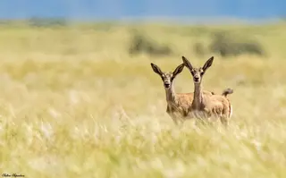 Goitered Gazelle, Kazakhstan 