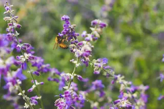 Bee on flower